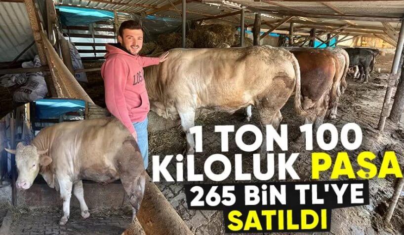 1 ton 100 kiloluk kurbanlık satıldı