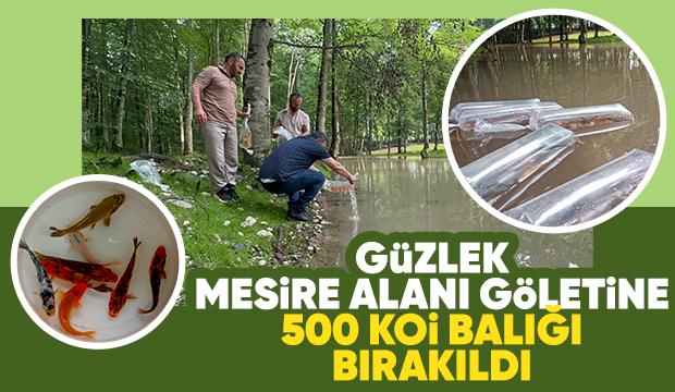 Gölete 500 adet koi balığı bıraktılar