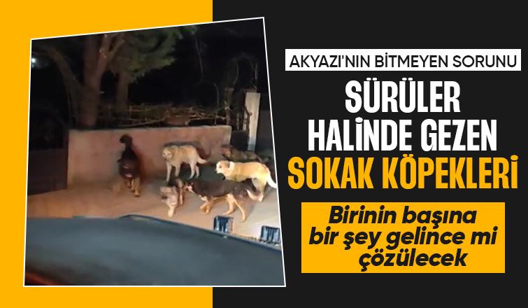 Akyazıda sokak köpekleri sorunu sürüyor vatandaş tepkili