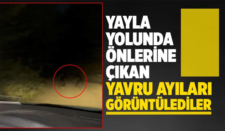 Yavru ayılar böyle görüntülendi