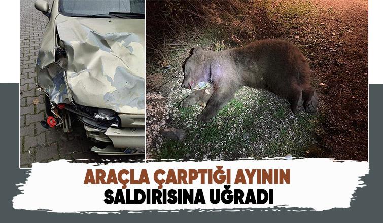 Çarptığı ayıyı kontrol ederken saldırıya uğradı