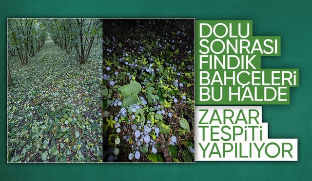 Dolunun vurduğu fındık bahçelerinde zarar tespiti yapılıyor