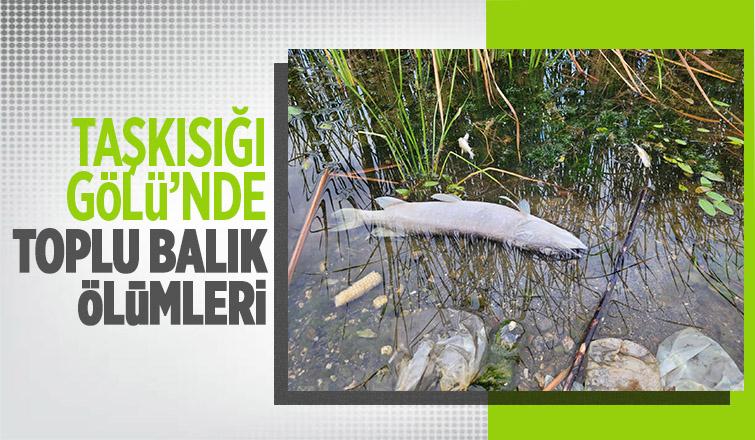 Taşkısığı Gölü'nde toplu balık ölümleri korkuttu