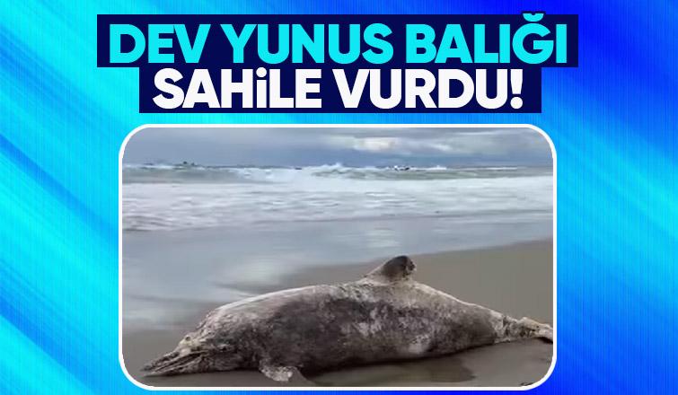 Dev boyutlarlardaki yunus balığı kıyıya vurdu