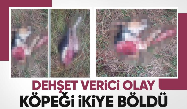 Vahşi hayvan saldırdığı köpeği ikiye böldü