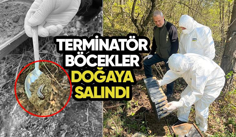 8 bin terminatör böcek ormana salındı