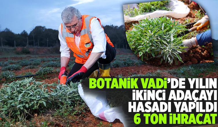 Botanik Vadi'de adaçayı hasadı