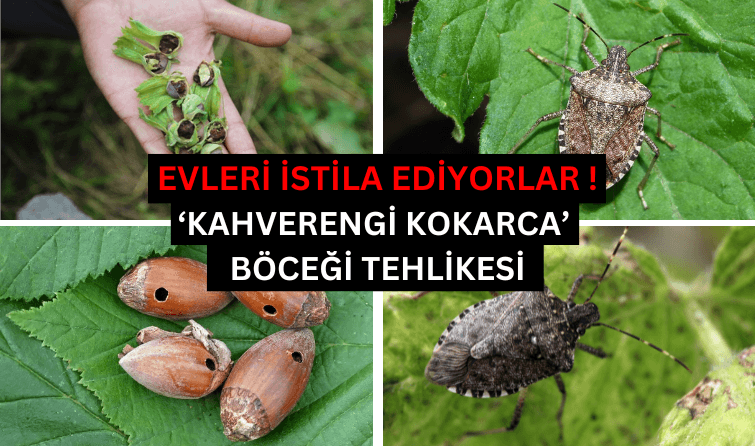 Evleri istila ediyorlar! 'Kahverengi kokarca' böceği tehlikesi