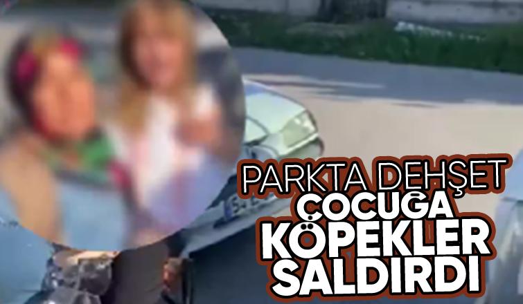 Sokak köpekleri parkta oynayan çocuğa saldırdı