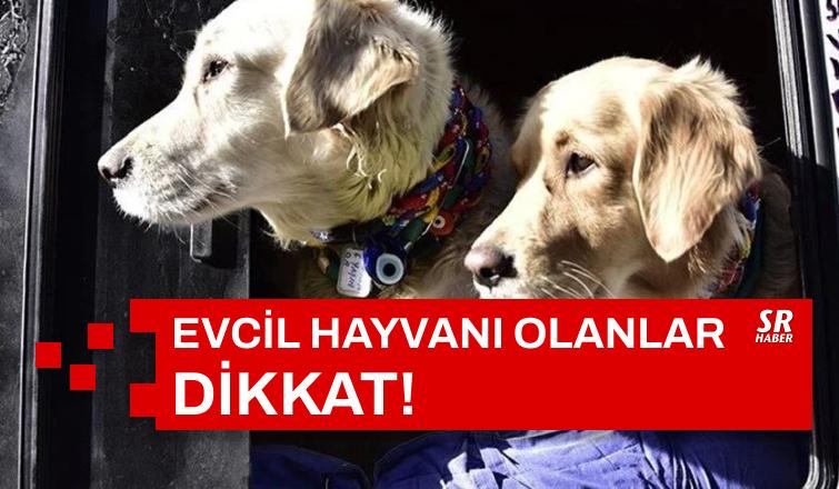 Evcil Hayvanı Olanlar Dikkat!