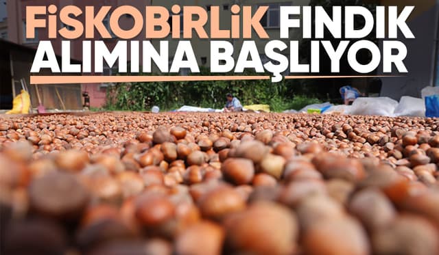 Fiskobirlik fındık alımına başlıyor