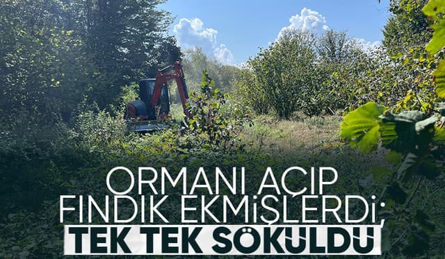 Orman sahasına dikilen fındık ağaçları söküldü