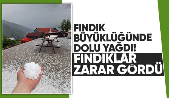 Dolu yağdı fındık bahçelerinde zarar var