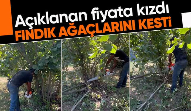 Fındık para etmiyor diyerek ağaçları kesti