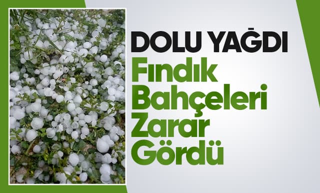 Dolu yağışı fındık bahçelerini vurdu