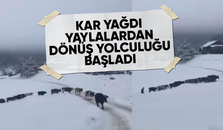 Akyazı'da yaylalardan dönüş başladı