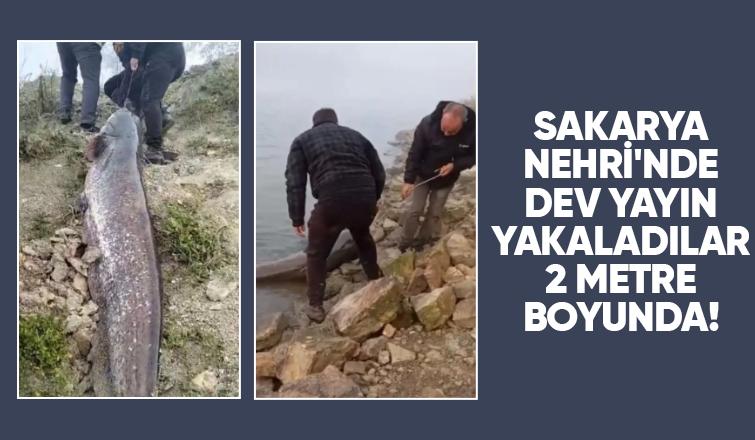 Sakarya Nehri'nde dev yayın balığı yakalandı