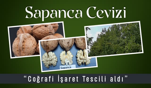 Sapanca Cevizi tescillendi