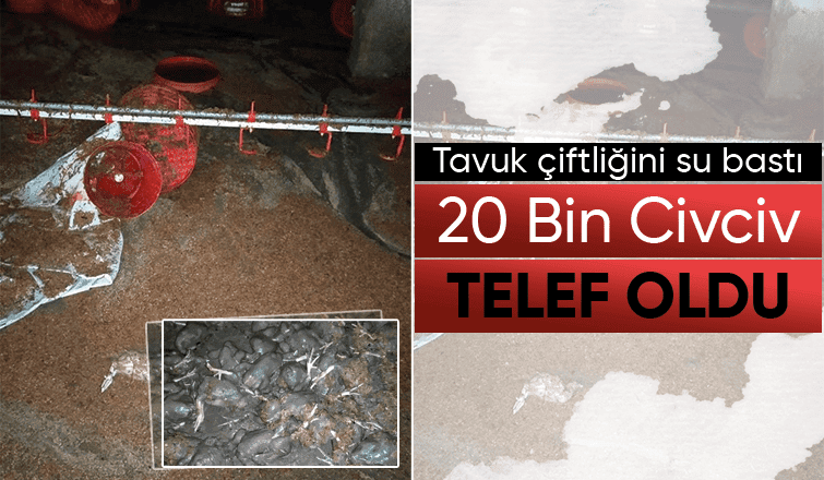 20 bin civciv telef oldu