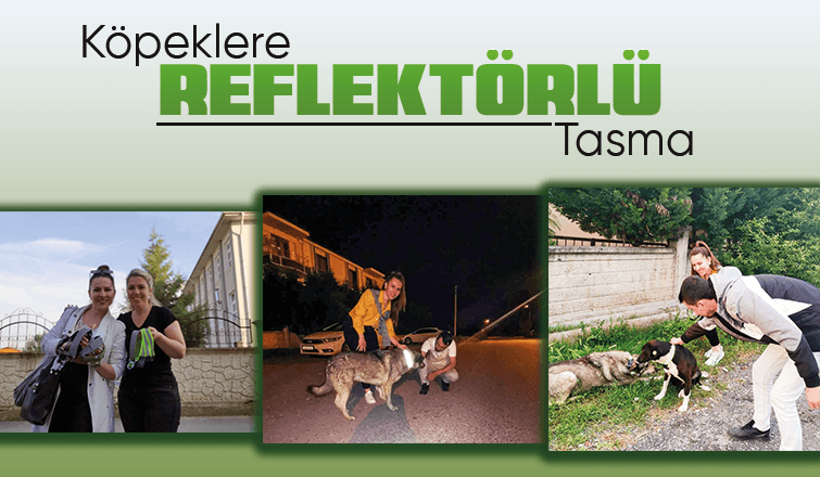 Köpeklere reflektörlü tasma