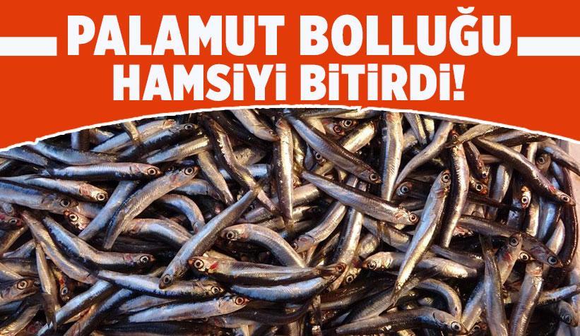 Hamsi İhracatına Palamut Darbesi