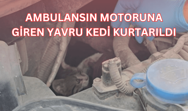 Ambulansın motoruna giren yavru kedi kurtarıldı