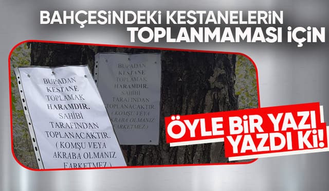 Kocaali'de kestane krizi: Sahibi ağaca Haram yazısı astı