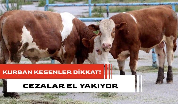 Kurban Kesecekler Dikkat! Cezalar El Yakıyor