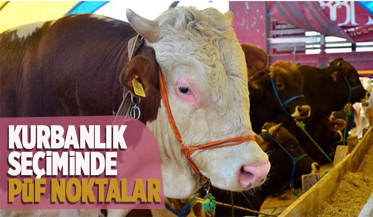 Kurbanlık alırken dikkat edilmesi gerekenler