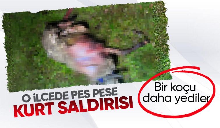 Karasu'da kurt dehşeti sürüyor