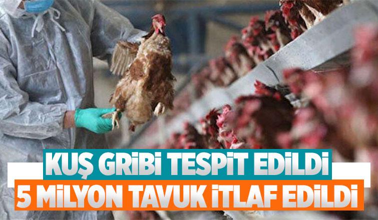 Kuş gribi alarmı, 5 milyonu aşkın tavuk itlaf edildi