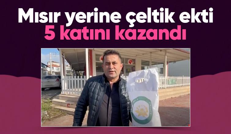 Mısır yerine pirinç ekti 5 kat fazla kazandı