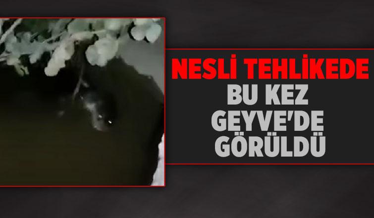  Geyve'de su samuru görüntülendi