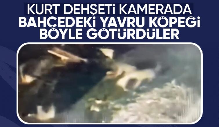 Kurt dehşeti kamerada