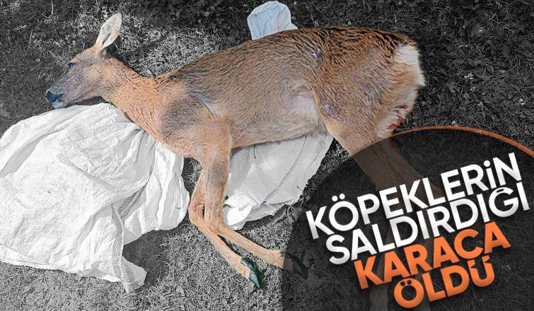 Akyazıda köpeklerin saldırdığı karaca öldü