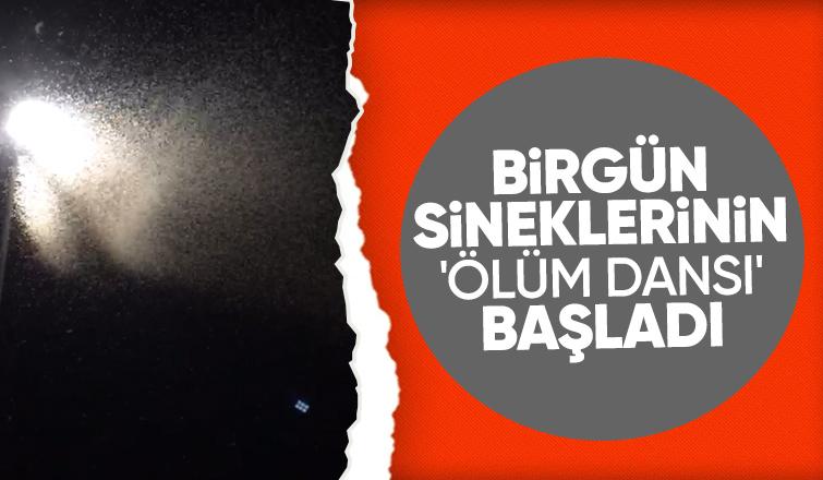 Birgün sineklerinin ölüm dansı