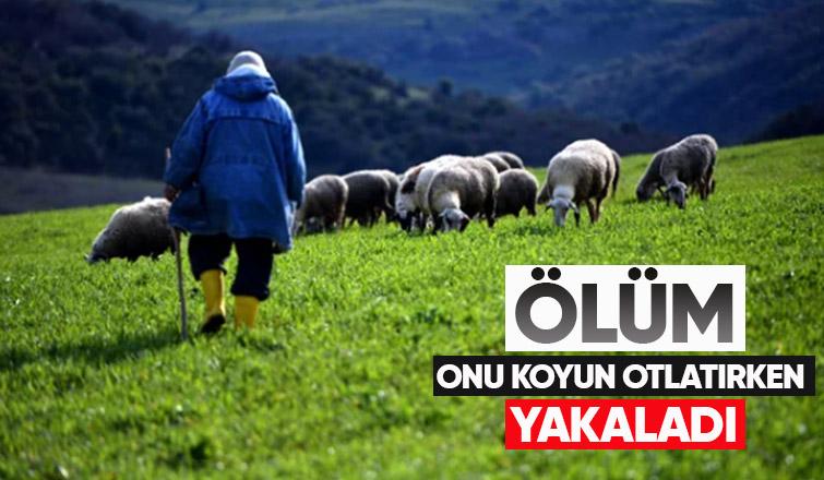 Koyun otlatırken hayatını kaybetti