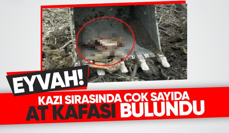 Arifiye'de çok sayıda at kafası bulundu