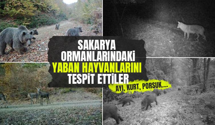 İşte Sakarya ormanlarındaki yaban hayvanları