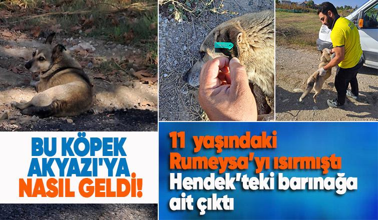 Akyazı'da çocuğu ısıran köpeğin kaydı Hendek'ten çıktı