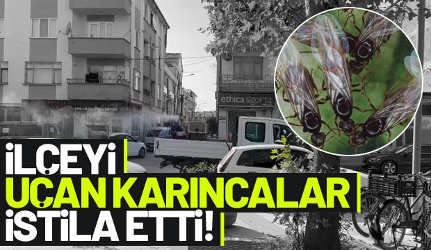 Akyazı'da uçan karınca istilası