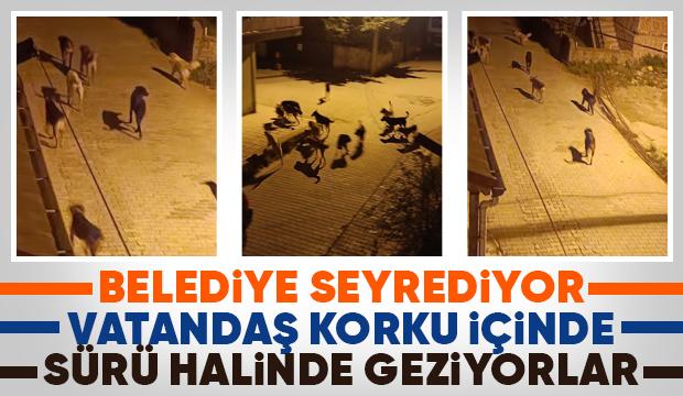 Akyazı'da sürüler halinde gezen köpekler korku saçıyor