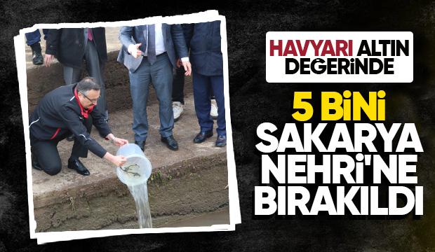 Sakarya Nehrine 5 bin Mersin balığı bırakıldı