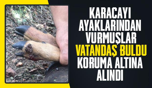 Yaralı karaca tedavi altına alındı