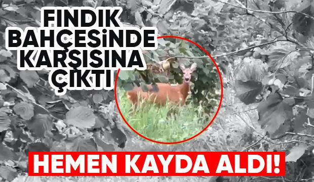 Fındıklıkta karaca ile karşılaştı