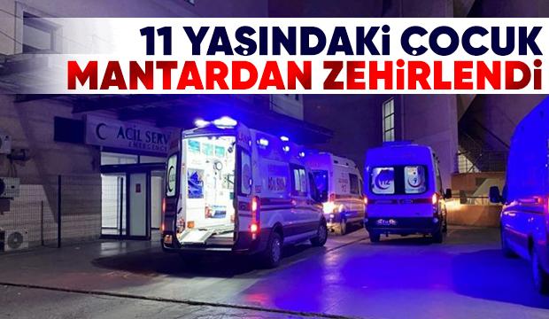 Zehirli mantardan yedi yaşam savaşı veriyor