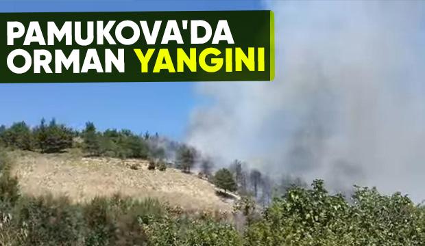 Sakarya'da orman yangını