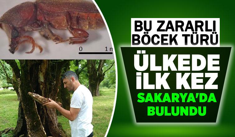 Bu böcek Türkiye'de ilk kez Hendek'te bulundu