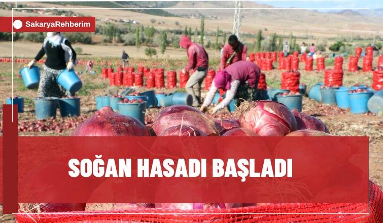 Soğan Hasadı Başladı