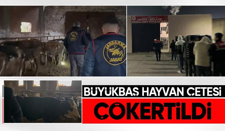 14 büyükbaş hayvan çalan çete çökertildi